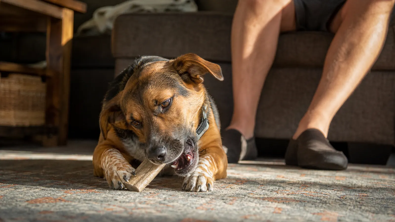 Dog happily chewing a dental treat on a living room rug while owner watches
