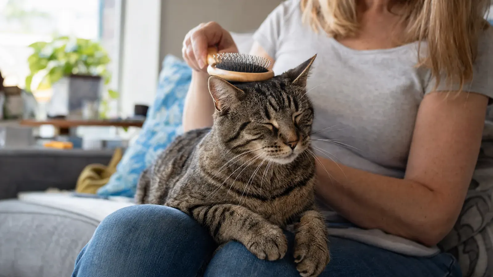 Cat sitting calmly on a lap while being groomed with a soft-bristle brush